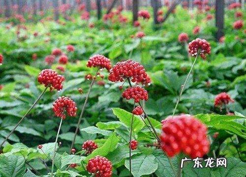 三七花什么时候开花 开花是什么样子