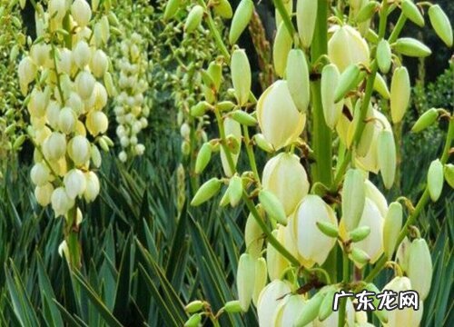 表示安慰的花 花语是代表安慰的花