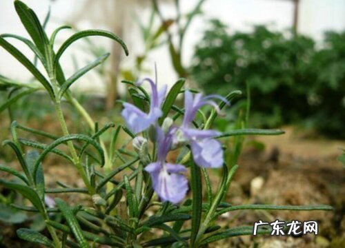 表示安慰的花 花语是代表安慰的花