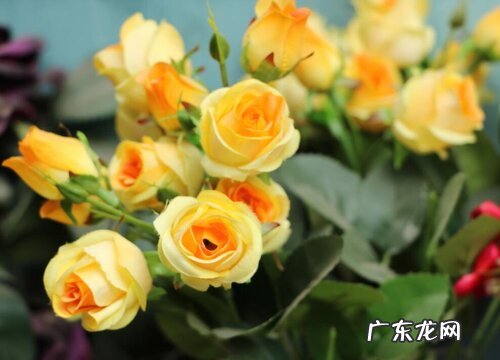 表示安慰的花 花语是代表安慰的花