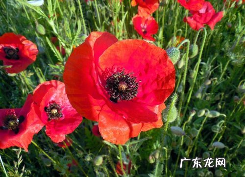 表示安慰的花 花语是代表安慰的花