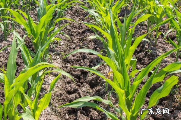 瑞丰168玉米品种介绍