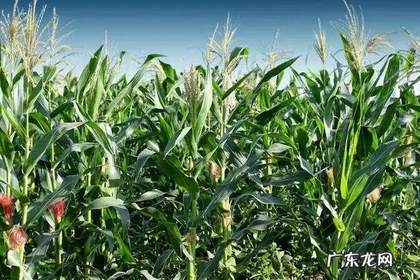 瑞丰168玉米品种介绍