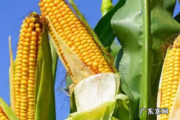 瑞丰168玉米品种介绍