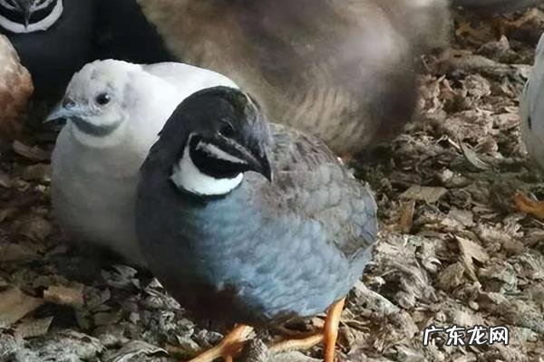 芦丁鸡下蛋前有什么征兆