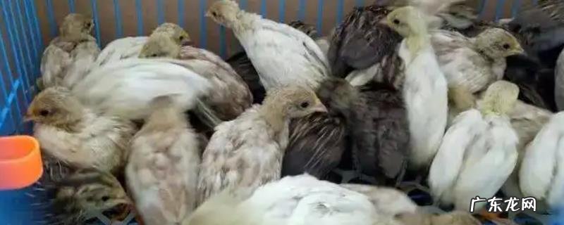 芦丁鸡下蛋前有什么征兆