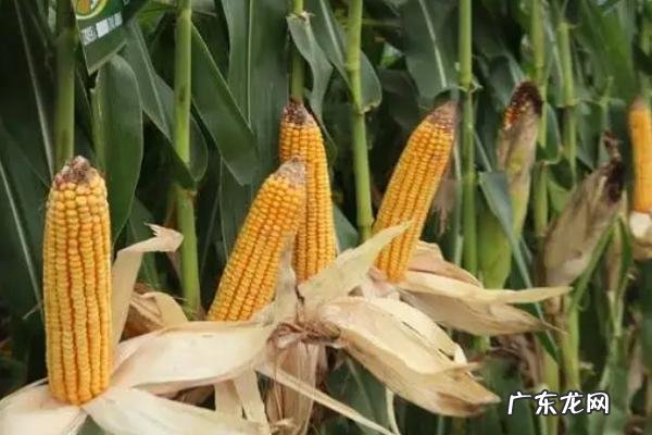 玉米种子最好的品种排行榜