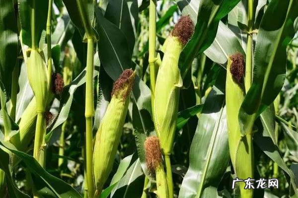 玉米种子最好的品种排行榜