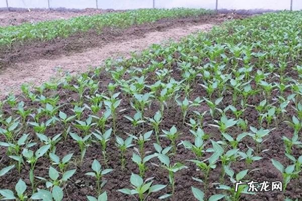 辣椒苗很小就开花要摘掉吗