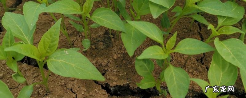 辣椒苗很小就开花要摘掉吗