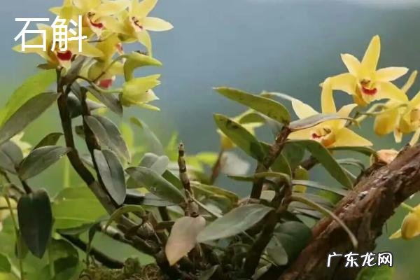 铁皮石斛和石斛有什么区别