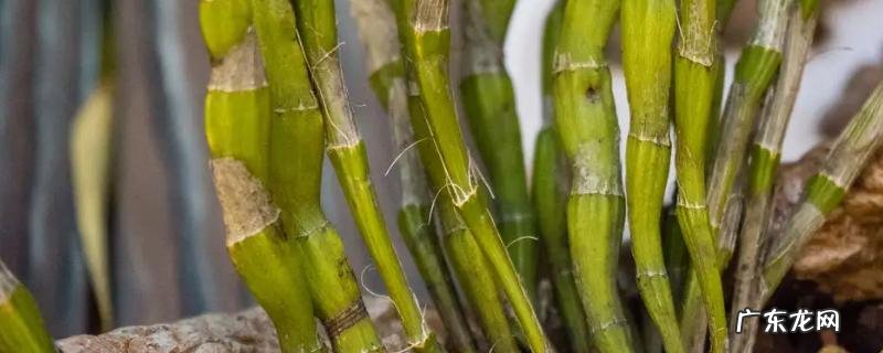 铁皮石斛和石斛有什么区别