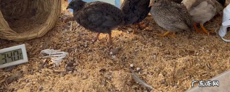 芦丁鸡下蛋多吗