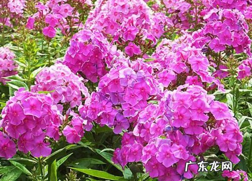 表示欢迎的花 什么花的花语是欢迎