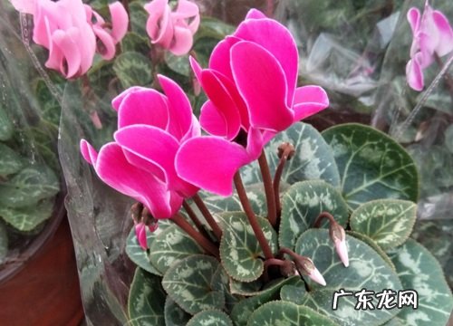 表示欢迎的花 什么花的花语是欢迎