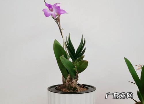 表示欢迎的花 什么花的花语是欢迎