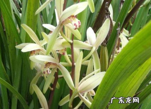 夏兰什么时候开花 一般几月份开花