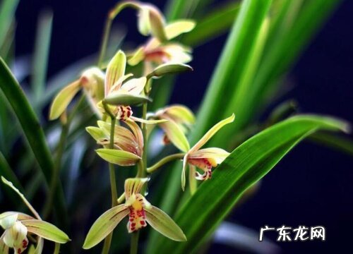 夏兰什么时候开花 一般几月份开花