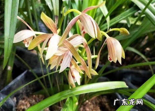 夏兰什么时候开花 一般几月份开花