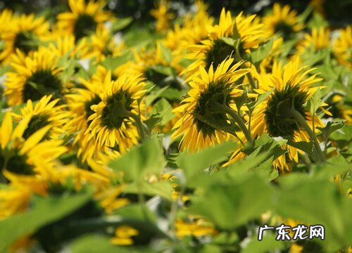 油葵什么时候成熟