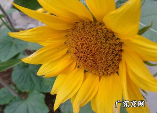 油葵什么时候成熟