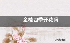 金桂四季开花吗