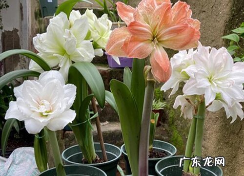 朱顶红盆栽用什么盆栽好