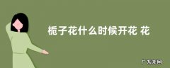 栀子花什么时候开花 花期多久时间