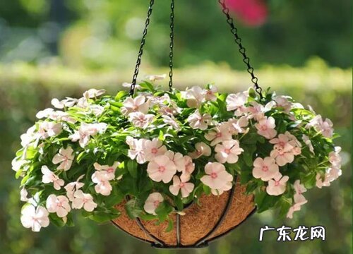 长春花什么时候开花 开花期多长时间