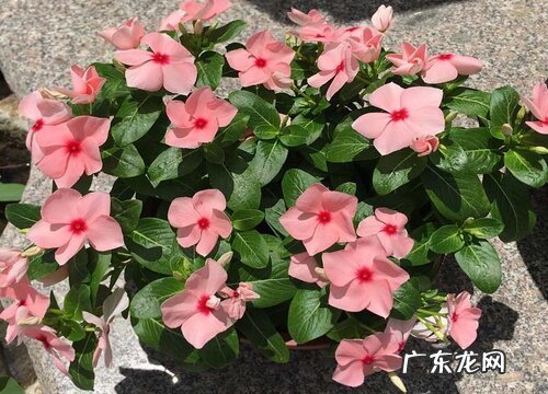 长春花什么时候开花 开花期多长时间