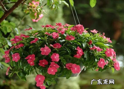 长春花什么时候开花 开花期多长时间