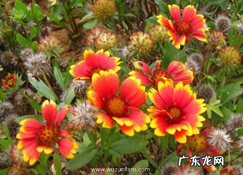 表示自负自恋的花是什么花