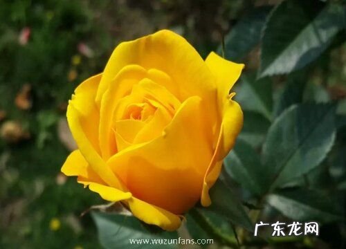 表示自负自恋的花是什么花