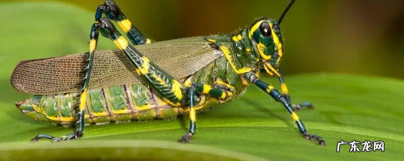 生物防治的三种方法