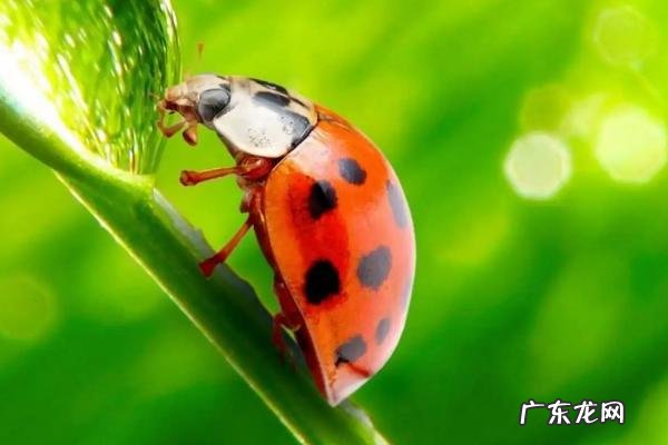 生物防治的三种方法