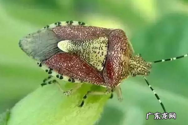 生物防治的三种方法