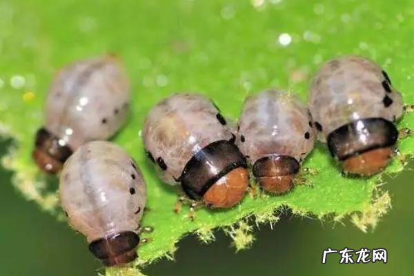 生物防治的三种方法