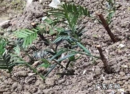 红豆杉可以插枝吗