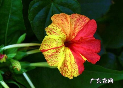 胭脂花什么时候开花 在几月份开花