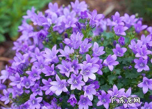 表示感恩的花 花语代表感恩的花有哪些