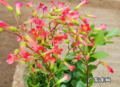 表示感恩的花 花语代表感恩的花有哪些