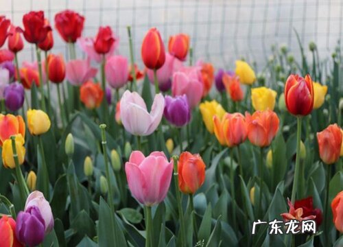 表示感恩的花 花语代表感恩的花有哪些