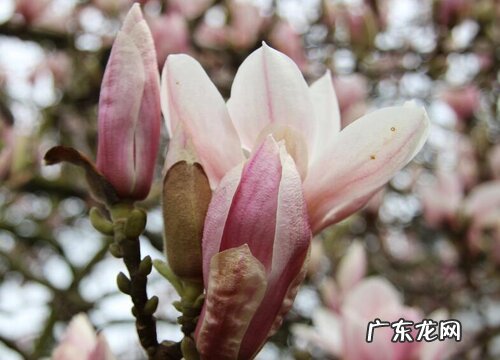 表示感恩的花 花语代表感恩的花有哪些