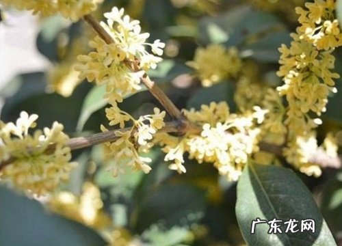桂花什么时候开花 花期时间与开花季节