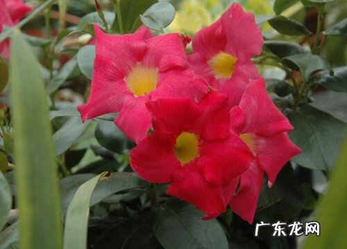 红蝉花什么时候开花 花期时间与季节