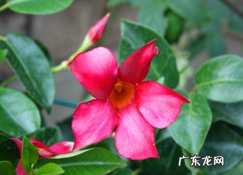 红蝉花什么时候开花 花期时间与季节