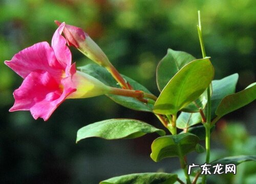 红蝉花什么时候开花 花期时间与季节