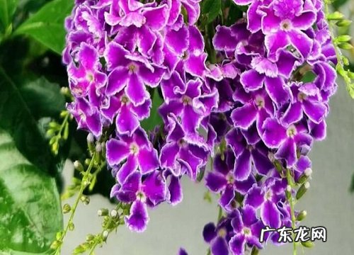 金露花什么时候开花