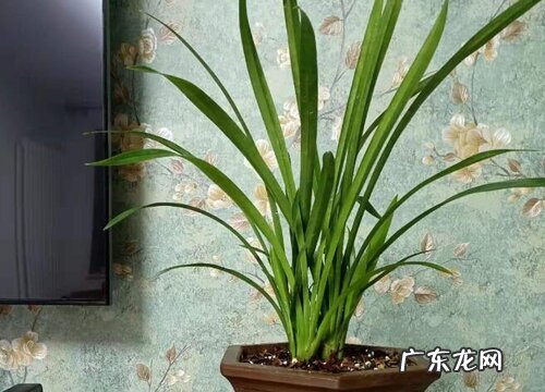 兰草几月份开花 在什么时候开花