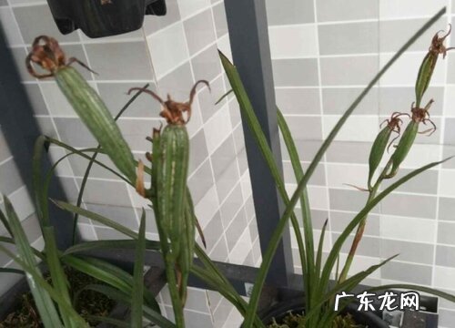 兰草几月份开花 在什么时候开花